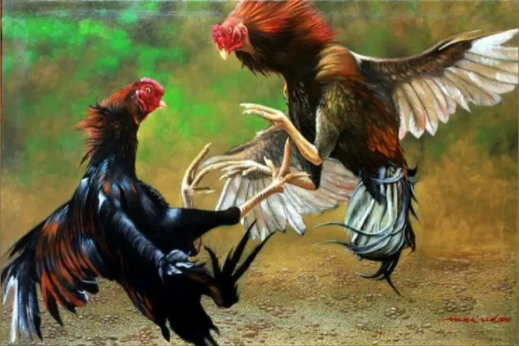 Cockfighting at 888starz