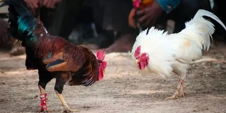 Cockfighting at 888starz