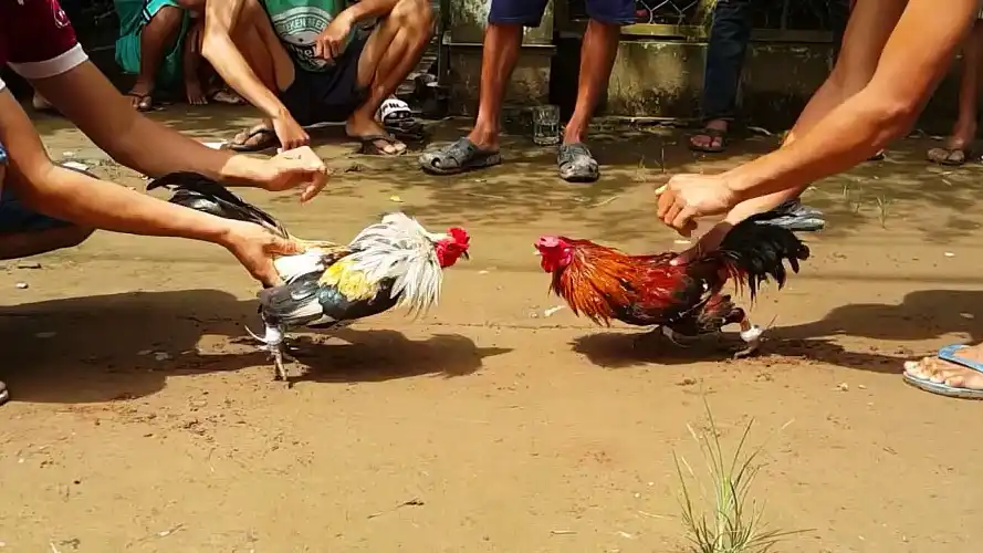 থোমো মোরগ লড়াইয়ে অংশগ্রহণের নির্দেশাবলী